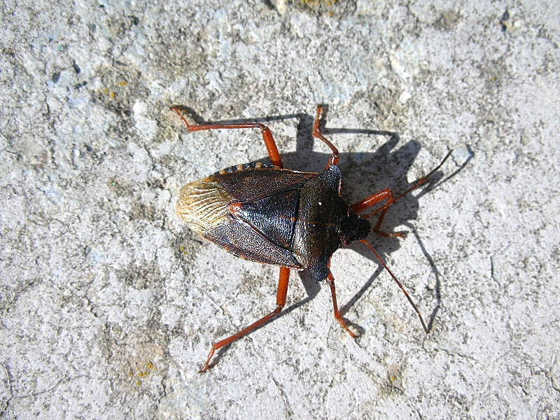 Pentatomidae: Pentatoma rufipes